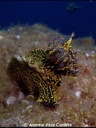 took this towards the end of a great dive in Lanzarote wi... by Andrew Paul Cunliffe 